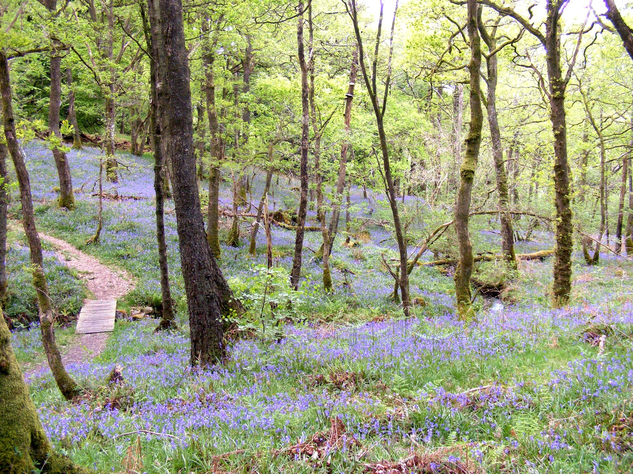 Carstramon Wood