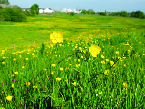 Thacka Beck Nature Reserve