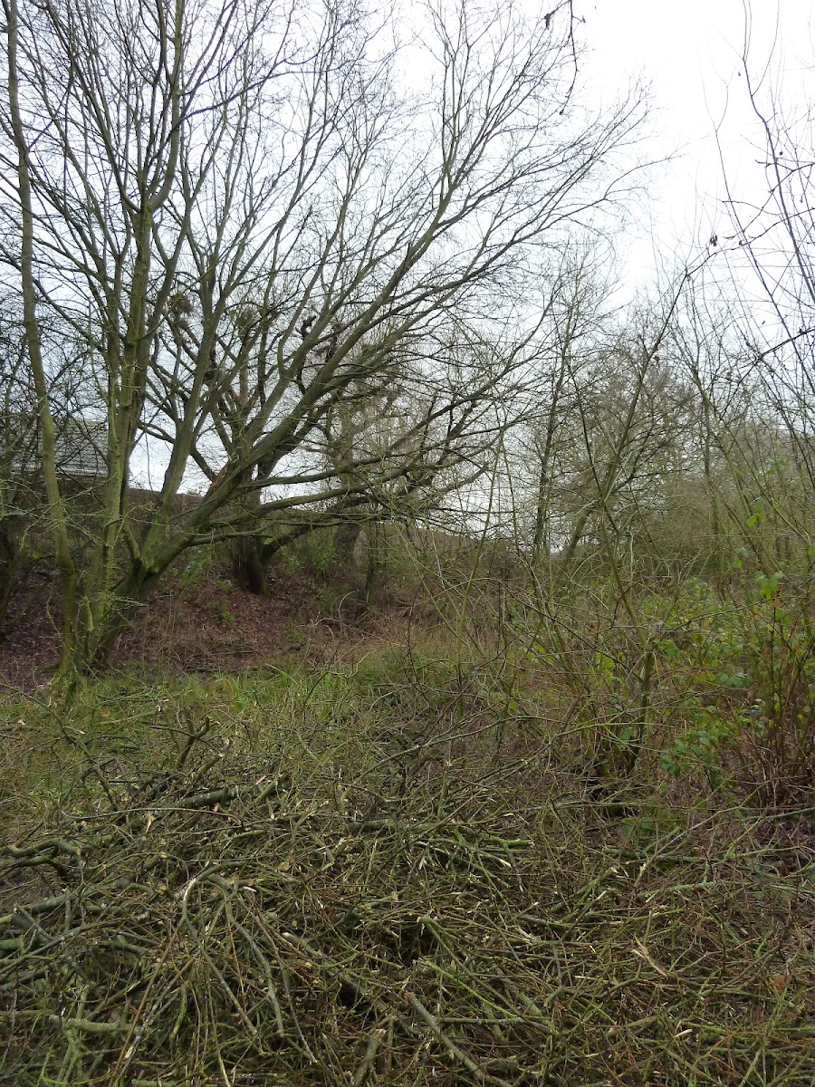 Millennium or Sidings Wood (Parish Council wildlife site)