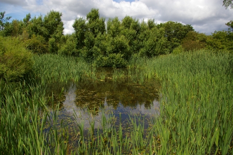 East Cramlington Pond