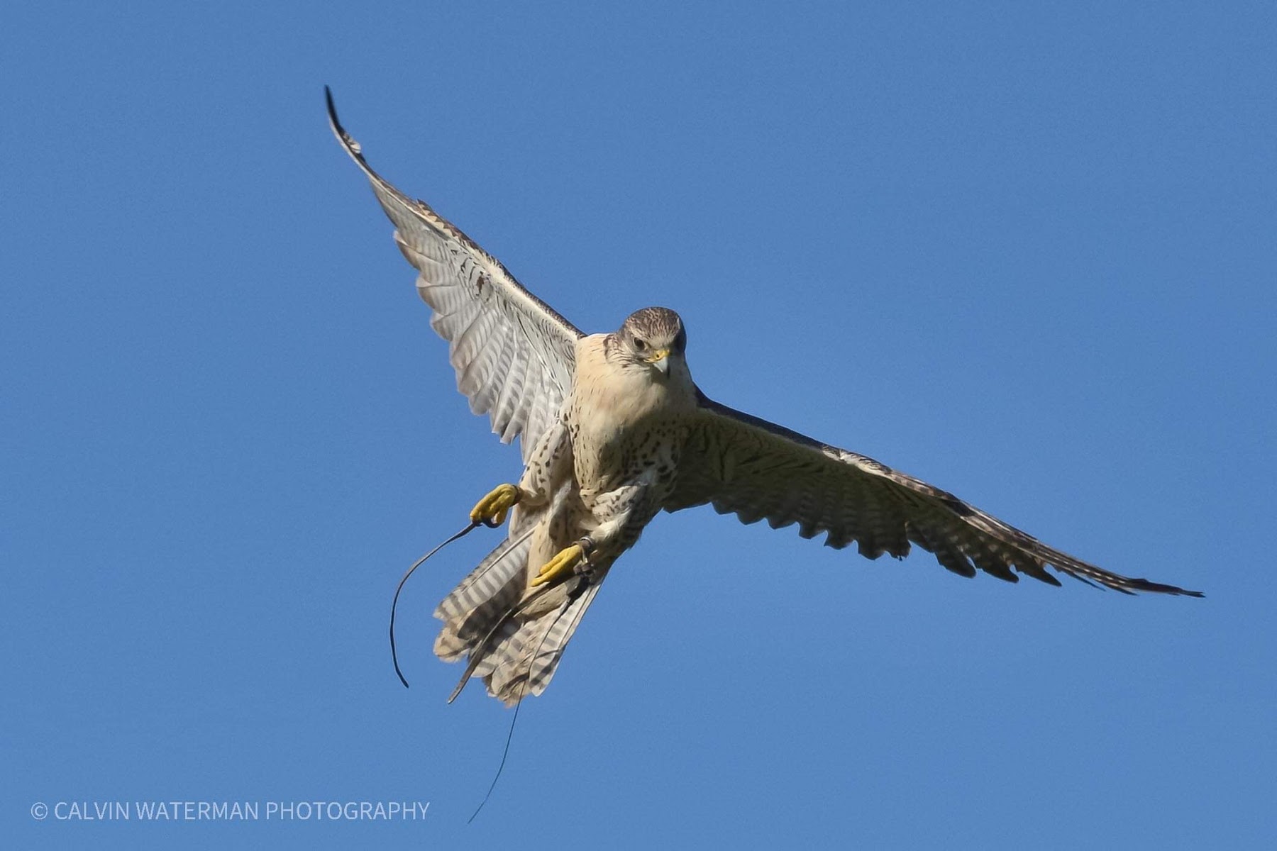 DLS Falconry