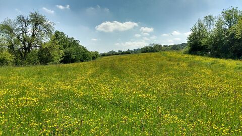 Cross Lane Meadows nature reserve
