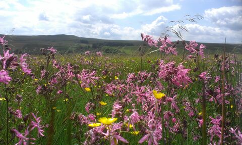 Hannah's Meadow nature reserve