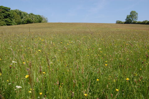 Leyburn Old Glebe Nature Reserve
