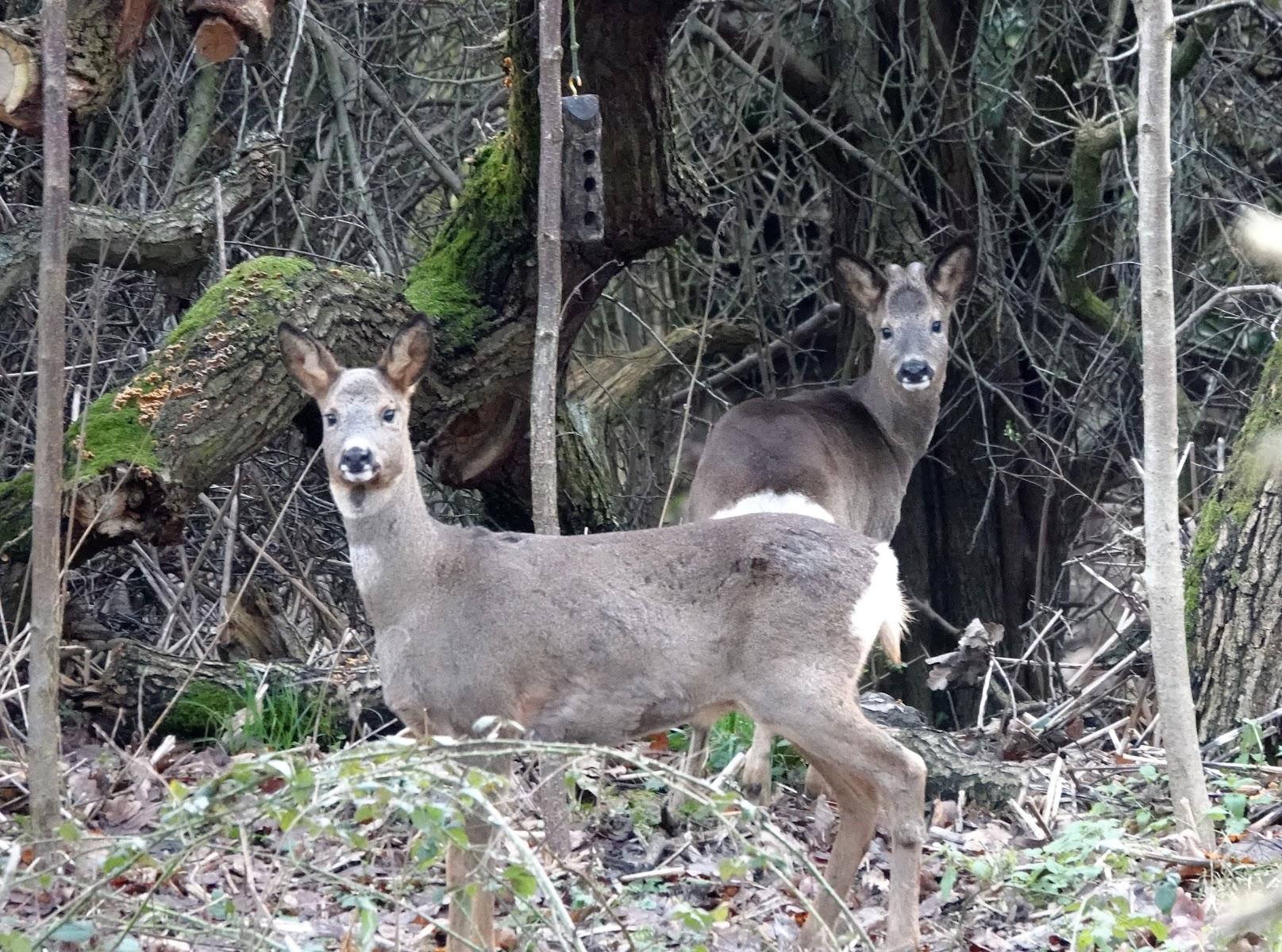 Observation Hide
