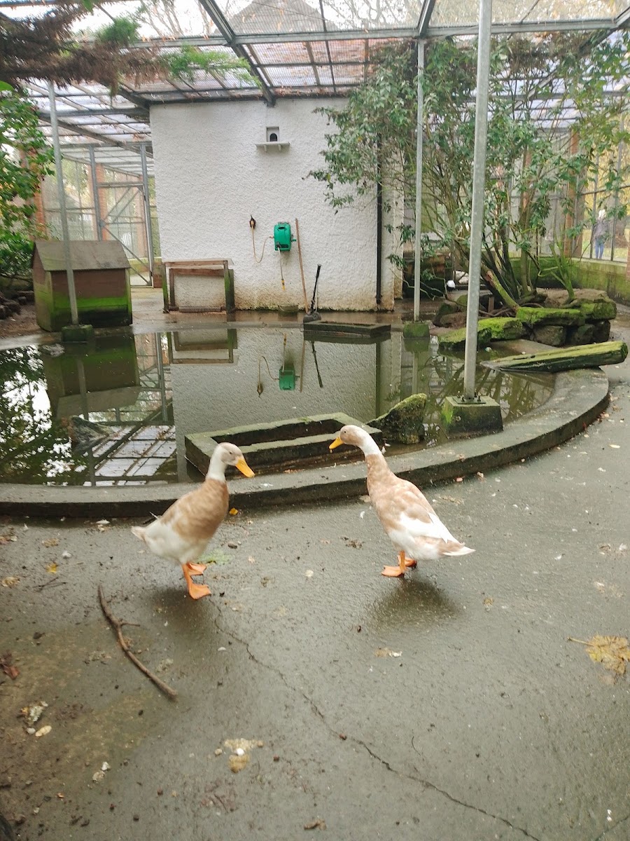 South Park Aviary