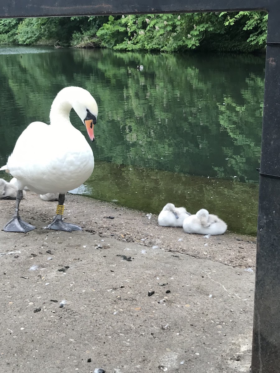 Thornes Park Aviary