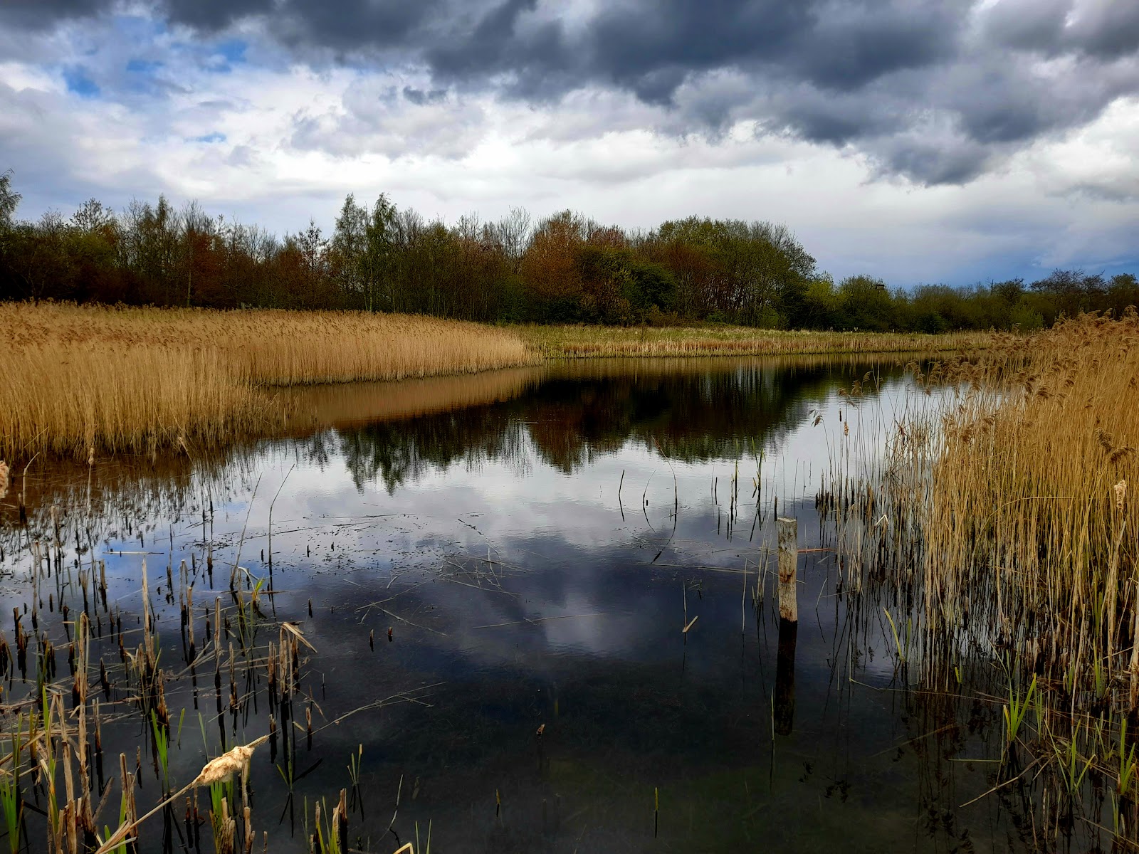 Rainton Meadows Nature Reserve
