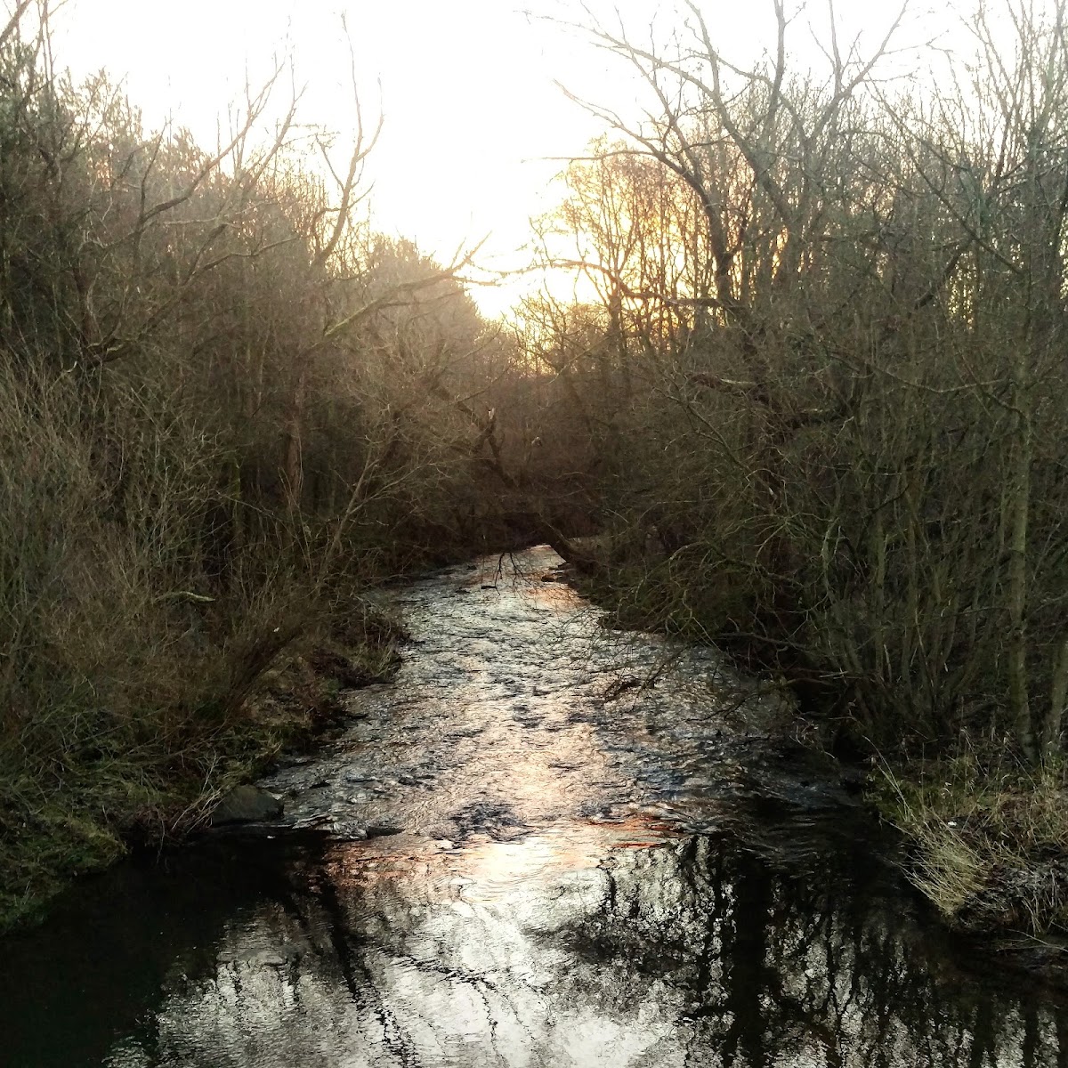 The Wetlands