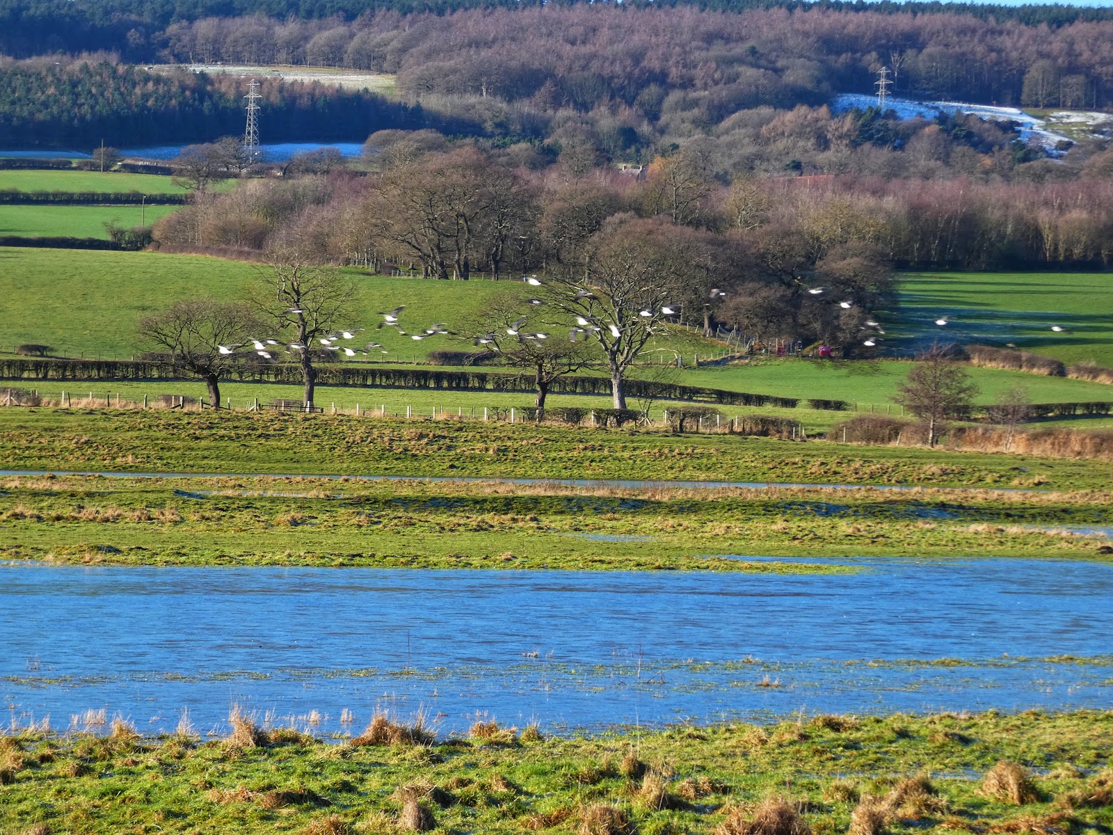 Lamesley Pastures Nature Reserve