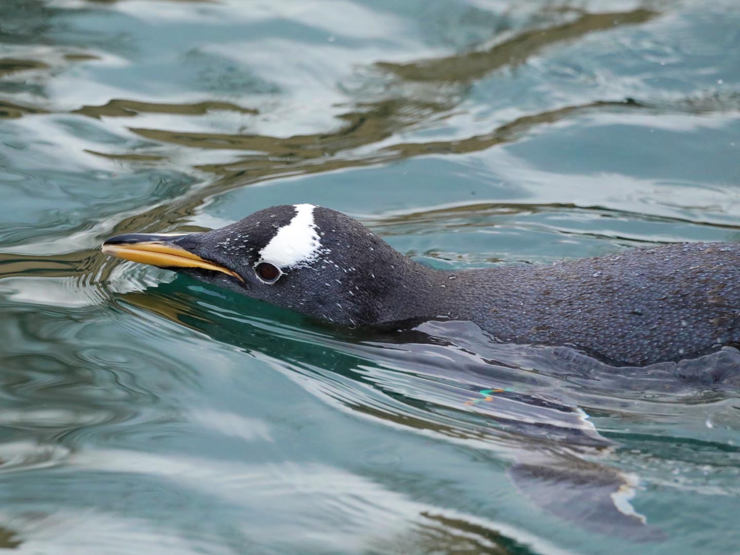 Edinburgh Zoo