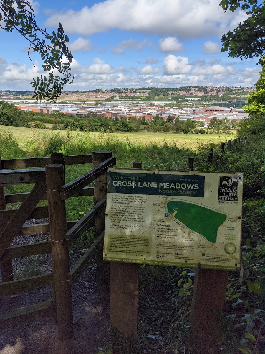 Cross Lane Meadows