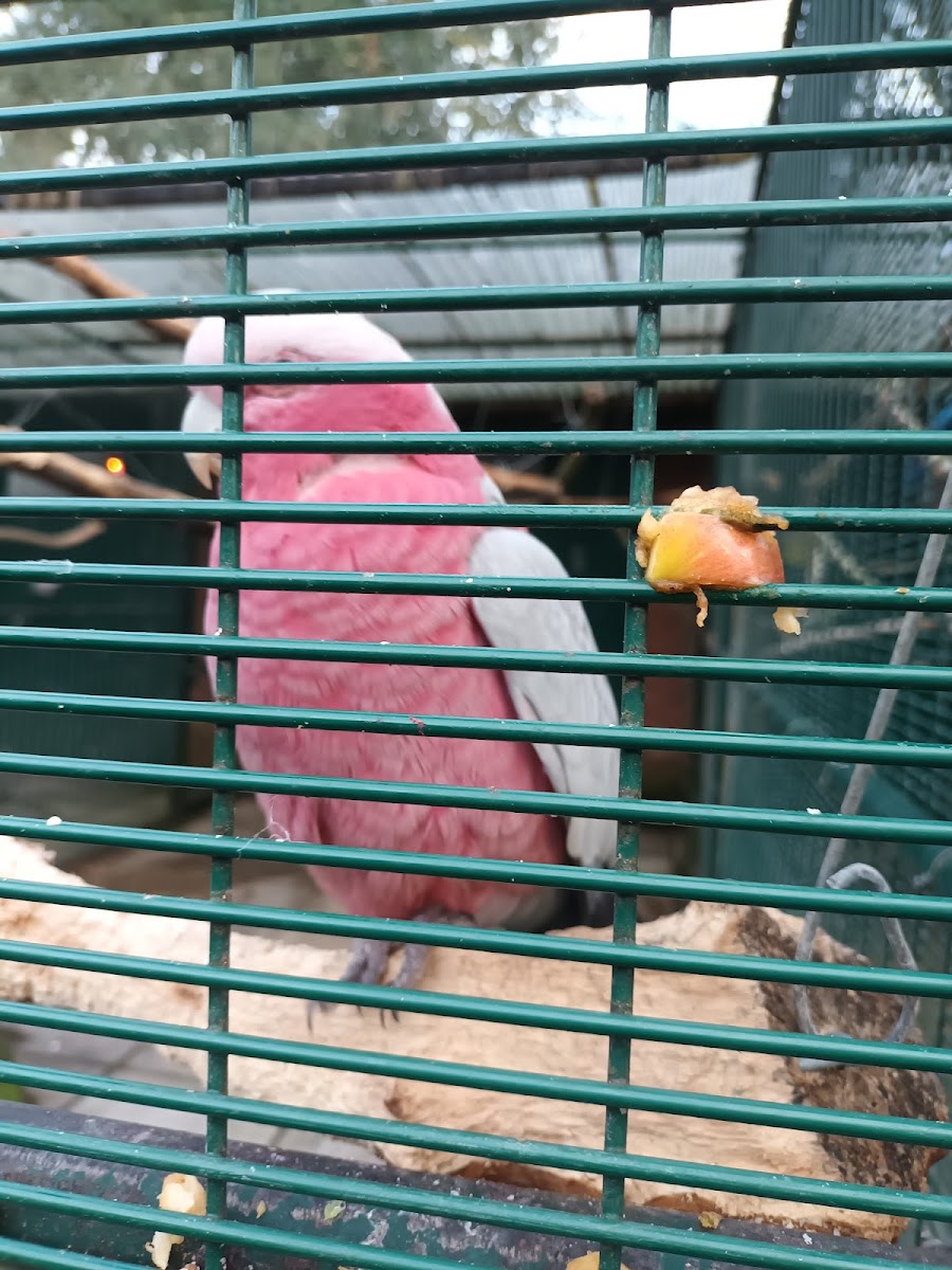 Botanic Gardens Aviaries