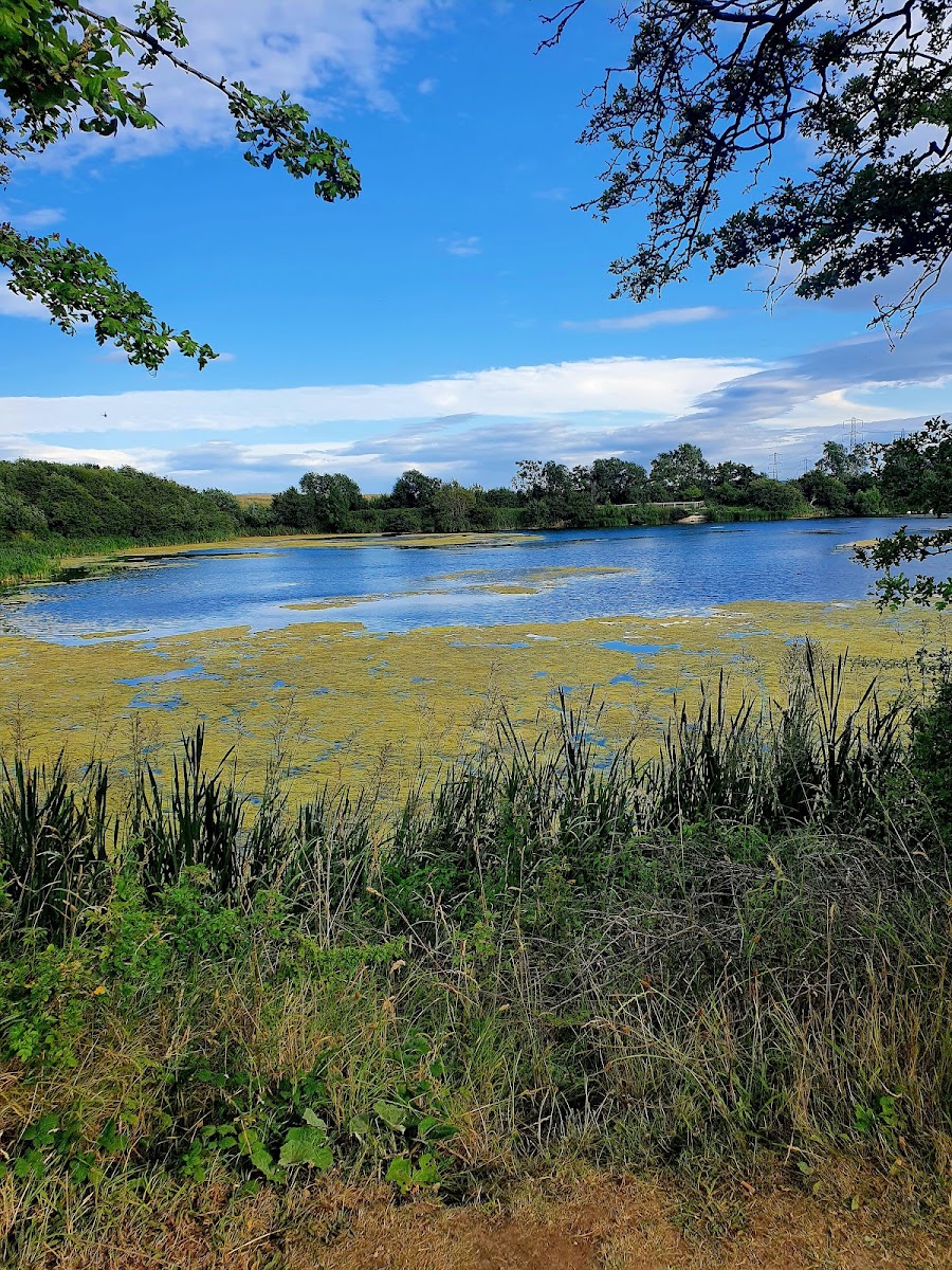 Cowpen Bewley Wildlife Lake