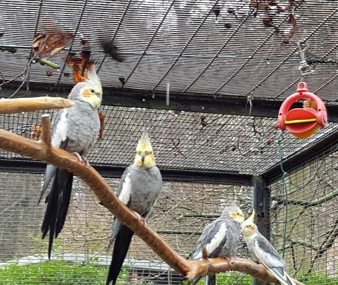 The Birds Cage