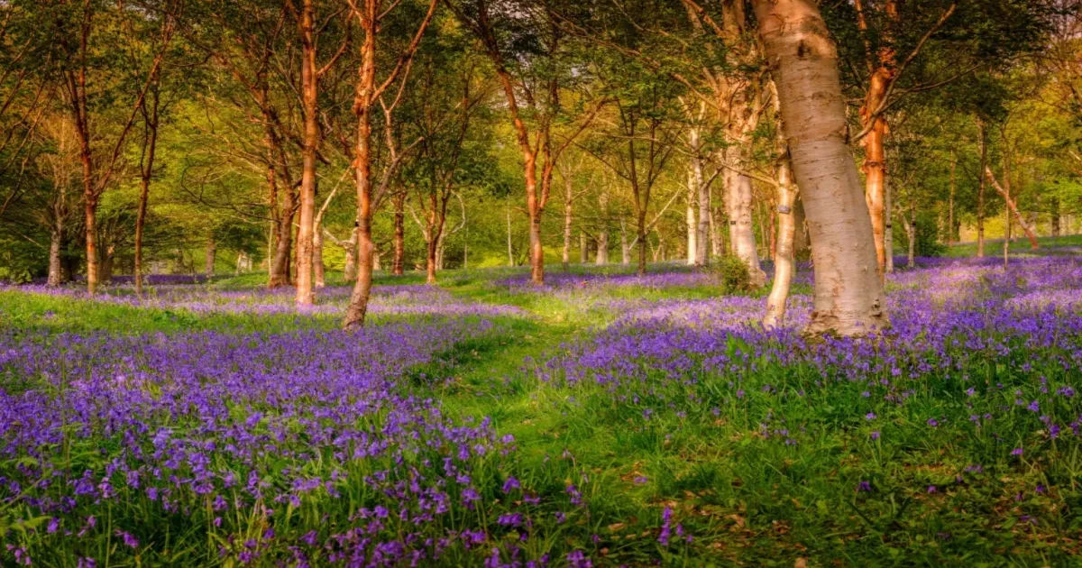 Wakehurst