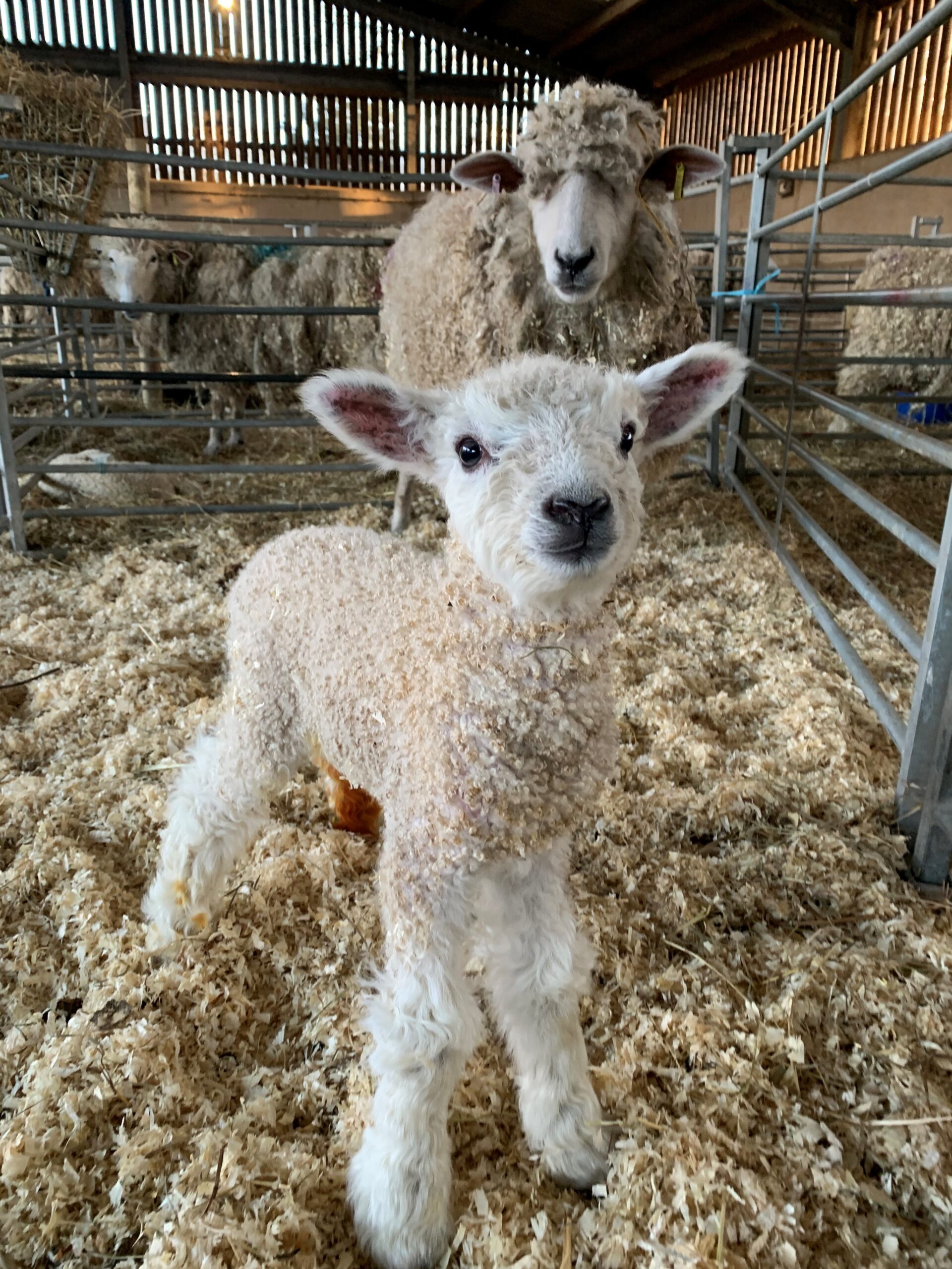 Forge Mill Farm