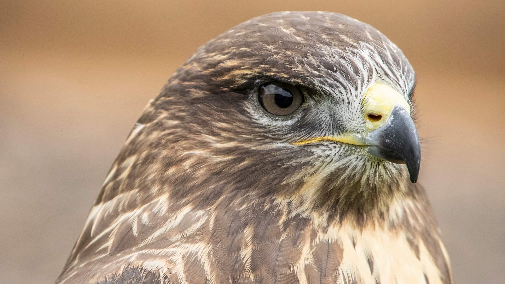 BB Falconry Experiences, Lanes Garden Centre