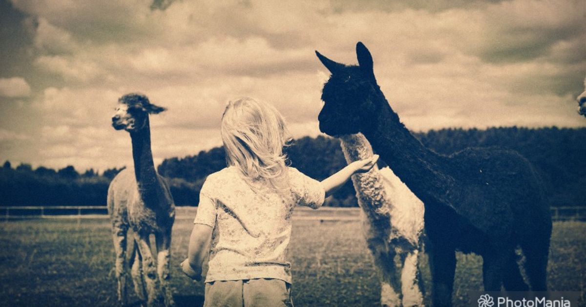 Alpaca, Donkey and goat walking and experiences at Felley Ranch