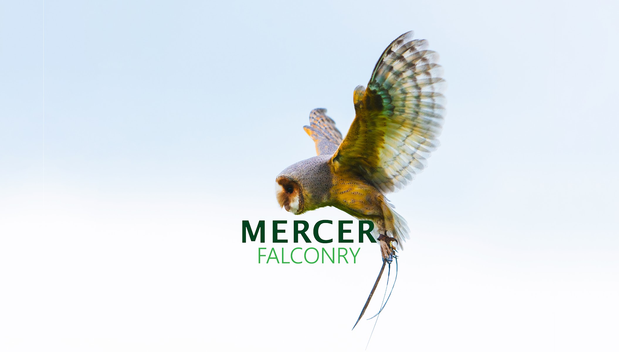 Mercer Falconry | Falconry Experience | Bird of Prey Experience