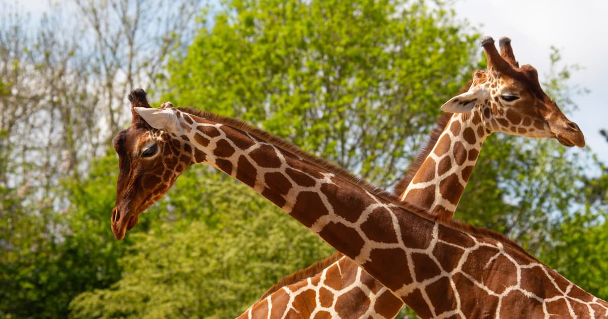 Bristol Zoo Project