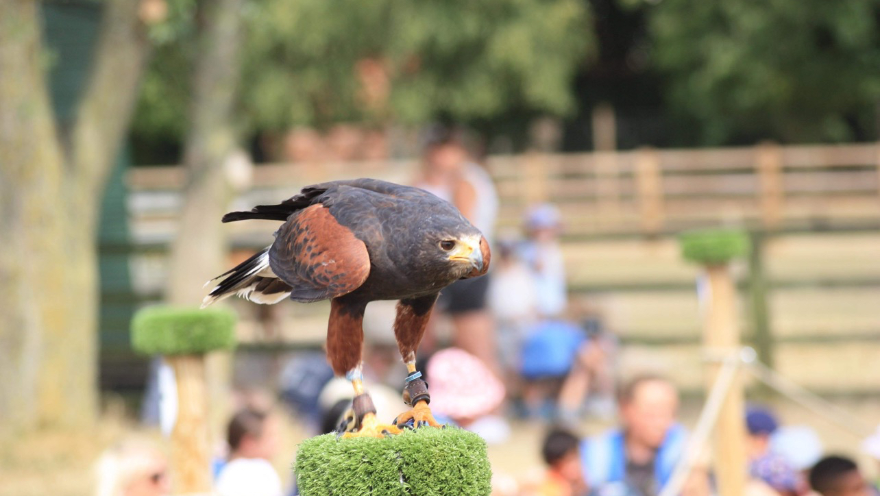 Go Active Falconry - Nottinghamshire’s Bird Of Prey & Conservation Centre - Falconry Experiences
