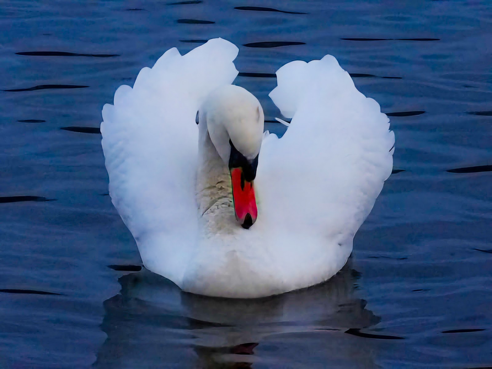 Lakeside Hide Sandwell Valley