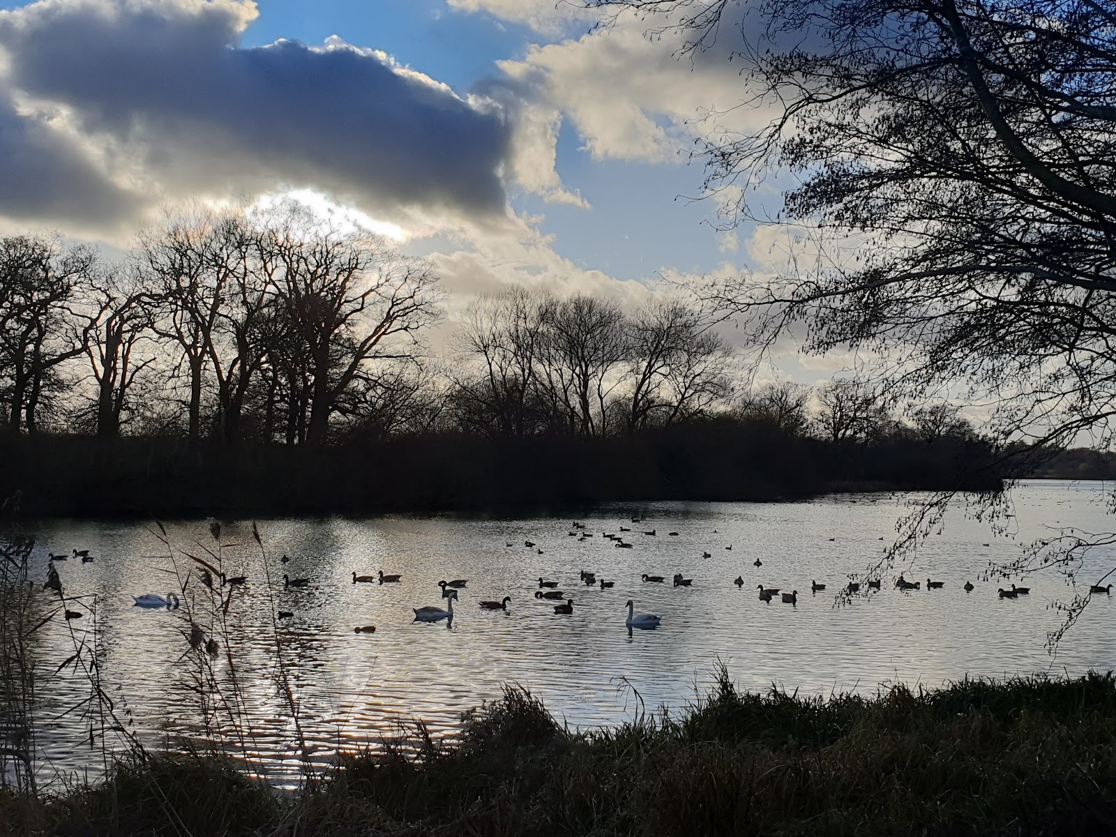 Bird Hide