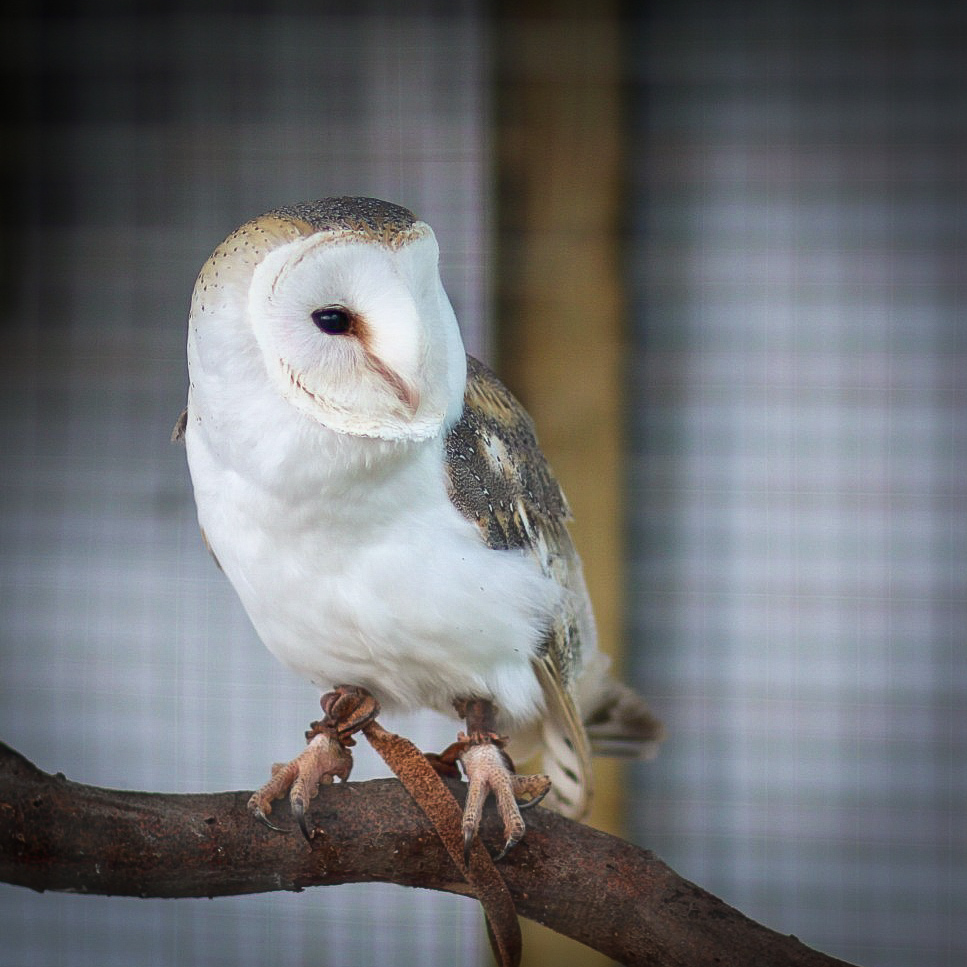 The Owl Sanctuary