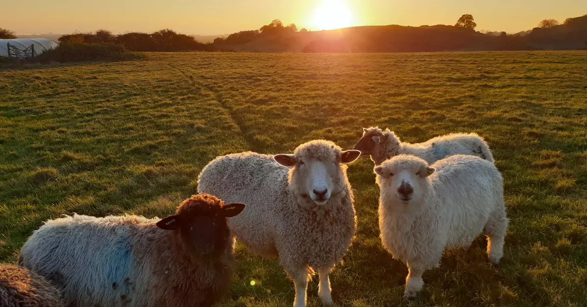 Salvation Army Hadleigh Farm Rare Breeds Centre