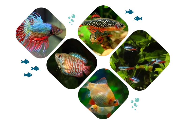 Pemberton Aquatics | Wigan