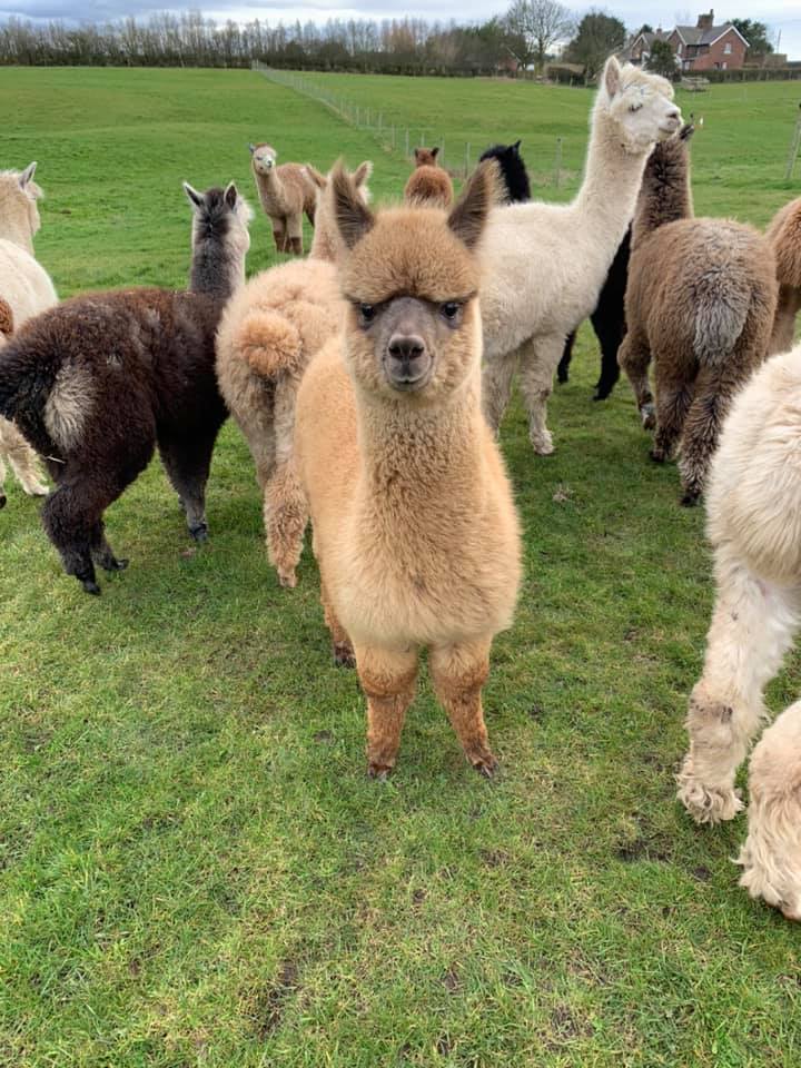 Lowlands Farm Alpacas