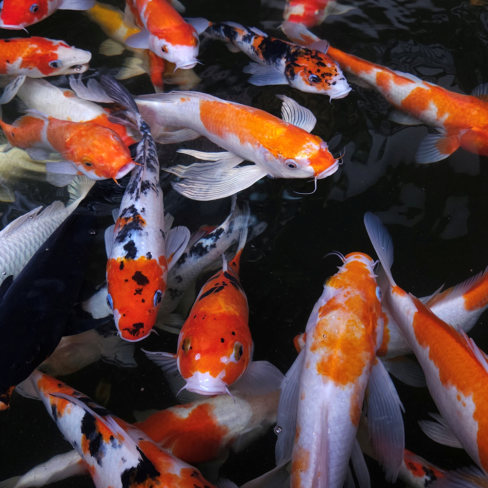 Stockport marine and koi