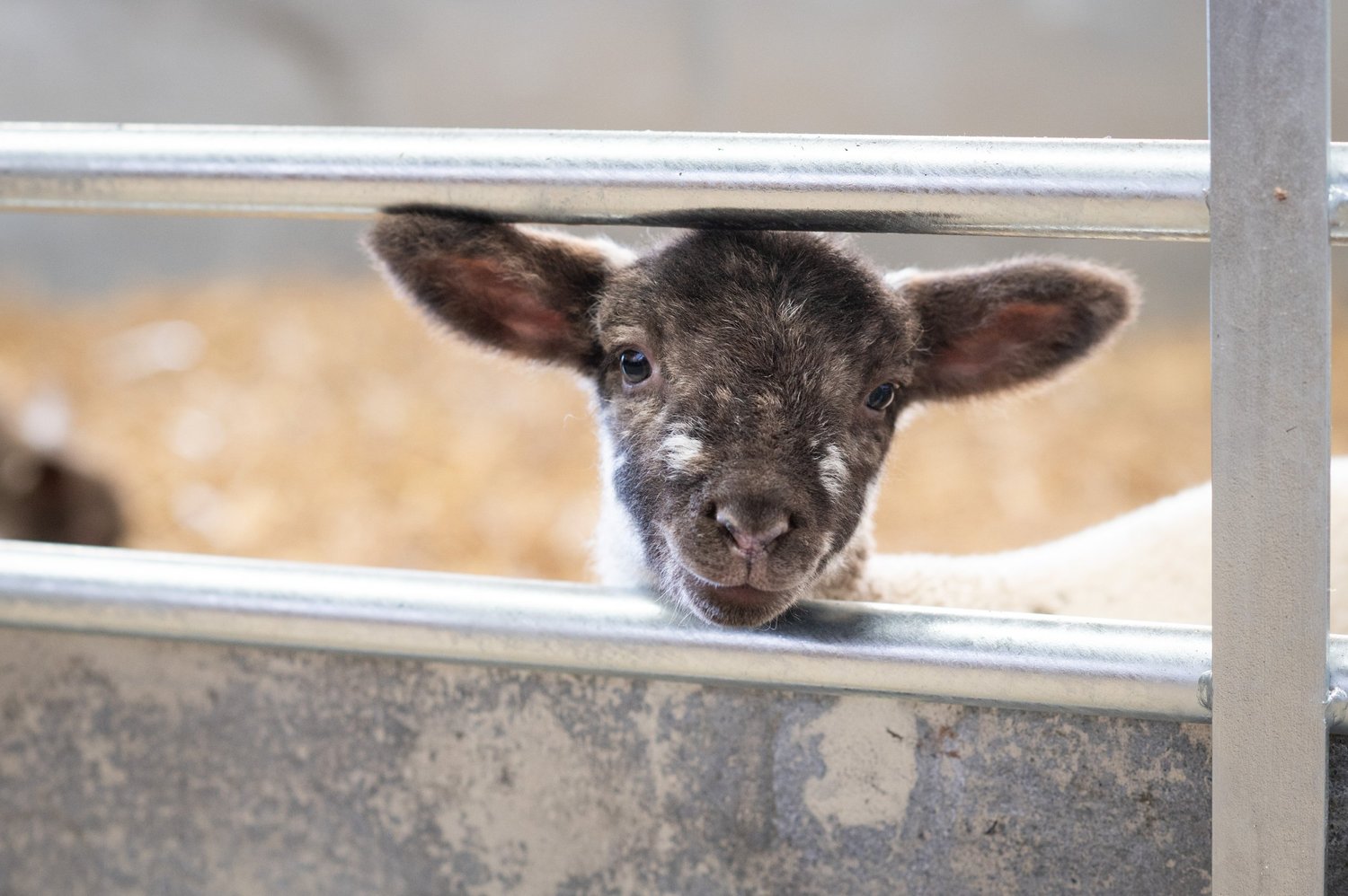Cattle Country Farm Park