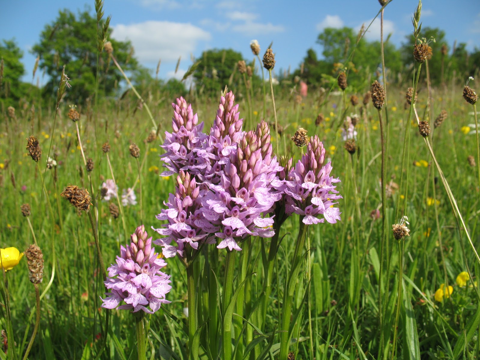 Herefordshire Wildlife Trust