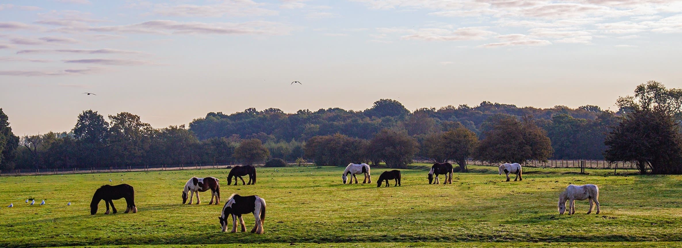 Hopefield Animal Sanctuary & Visitor Centre