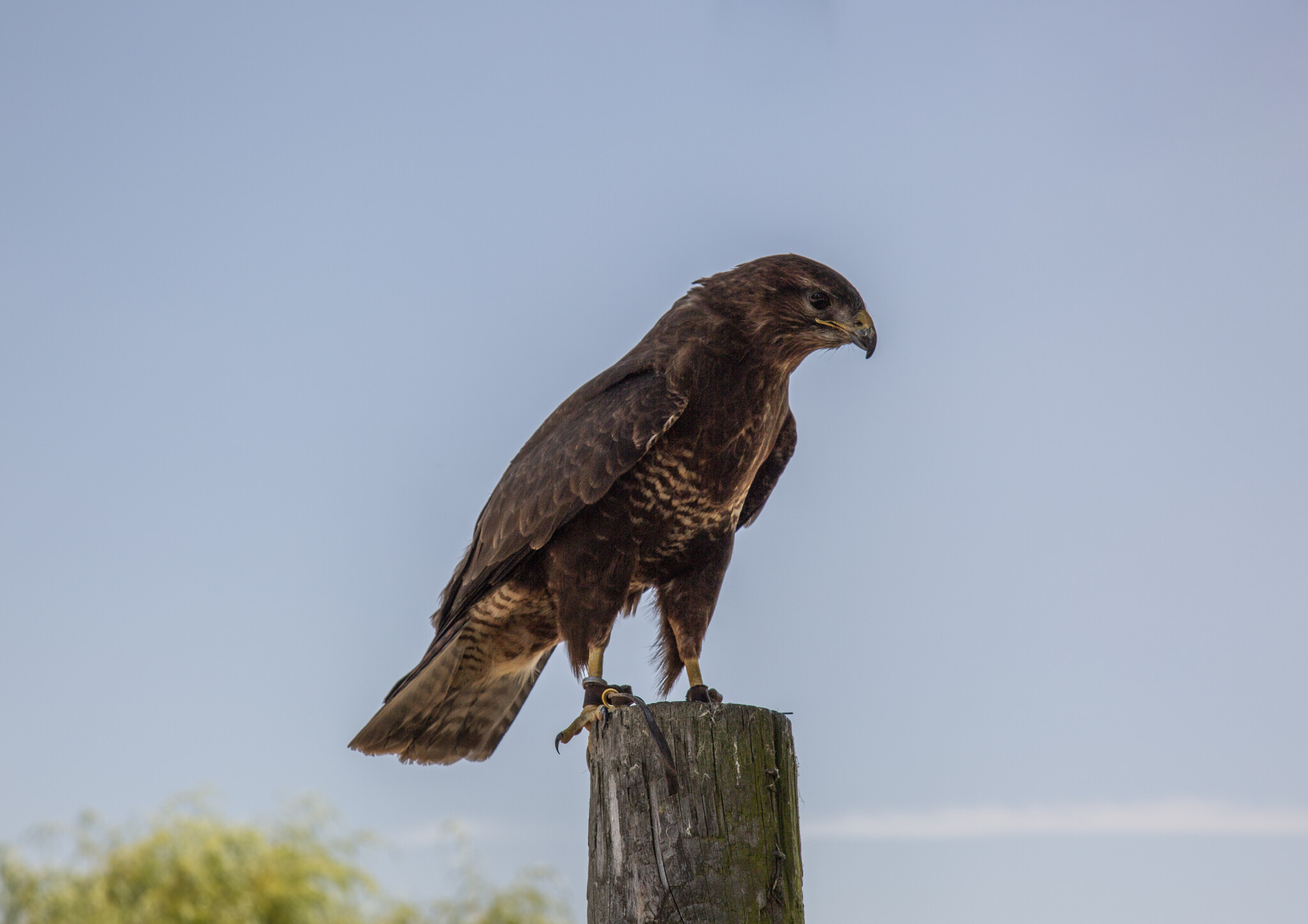 Imperial Birds of Prey Academy