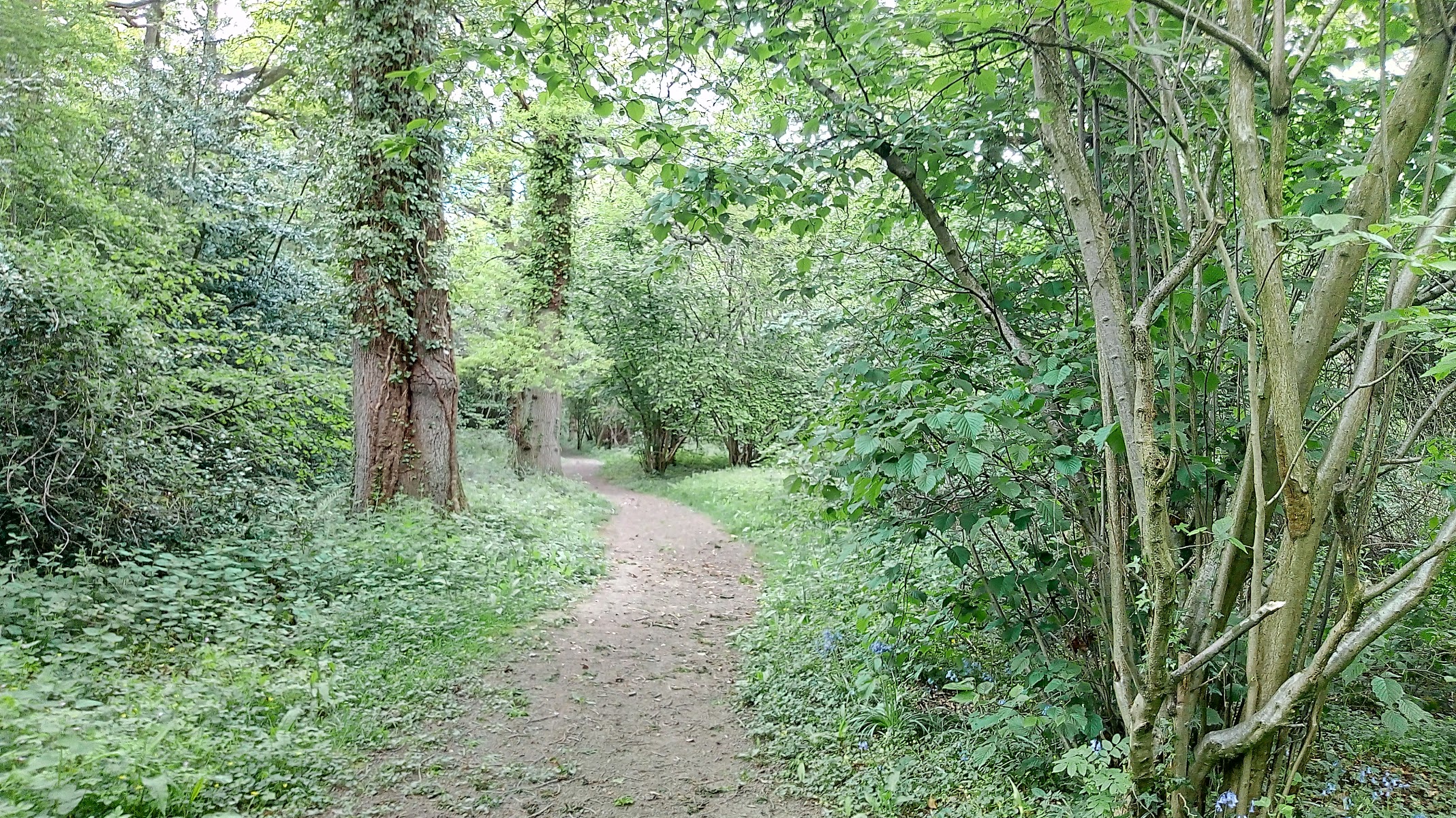 Wyevale Wood Nature Reserve