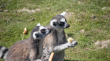 Tilgate Zoo
