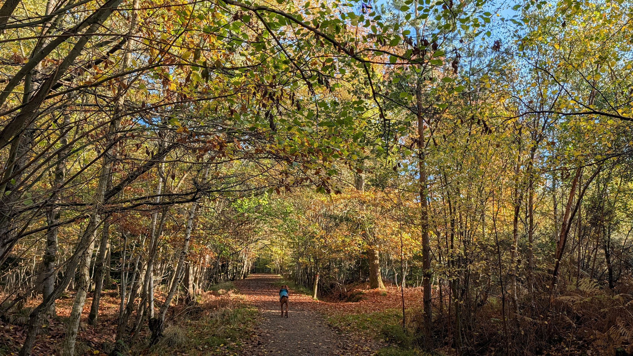 Haugh Wood Butterfly Trail