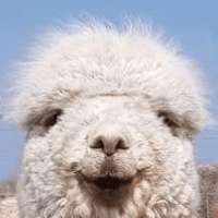 Balnuith Alpacas
