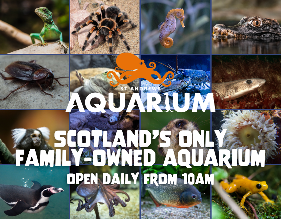 St Andrews Aquarium