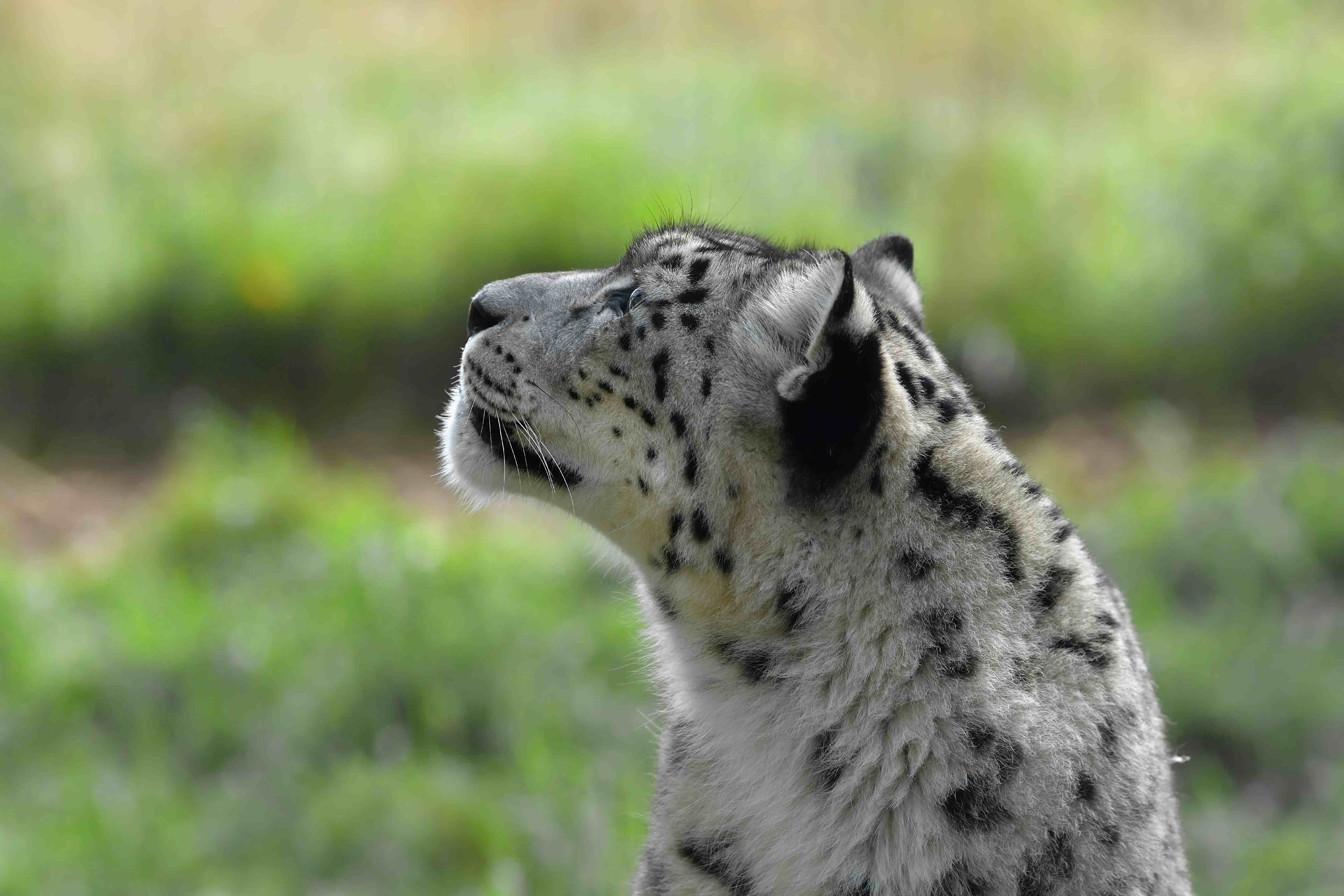 Highland Wildlife Park