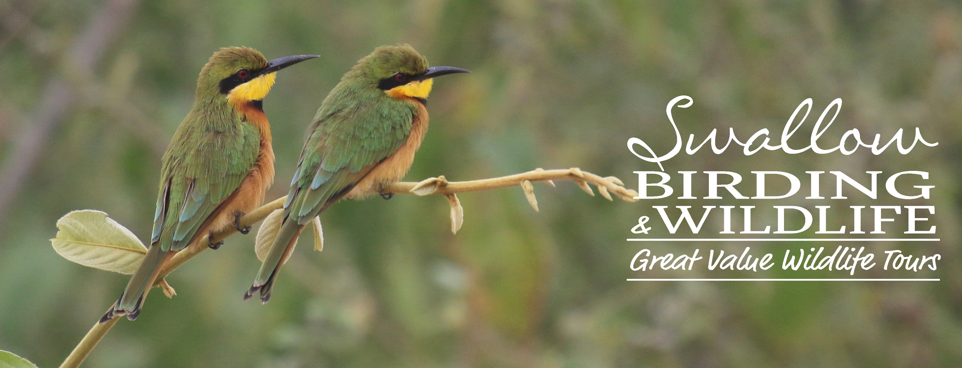 Swallow Birding & Wildlife Tours