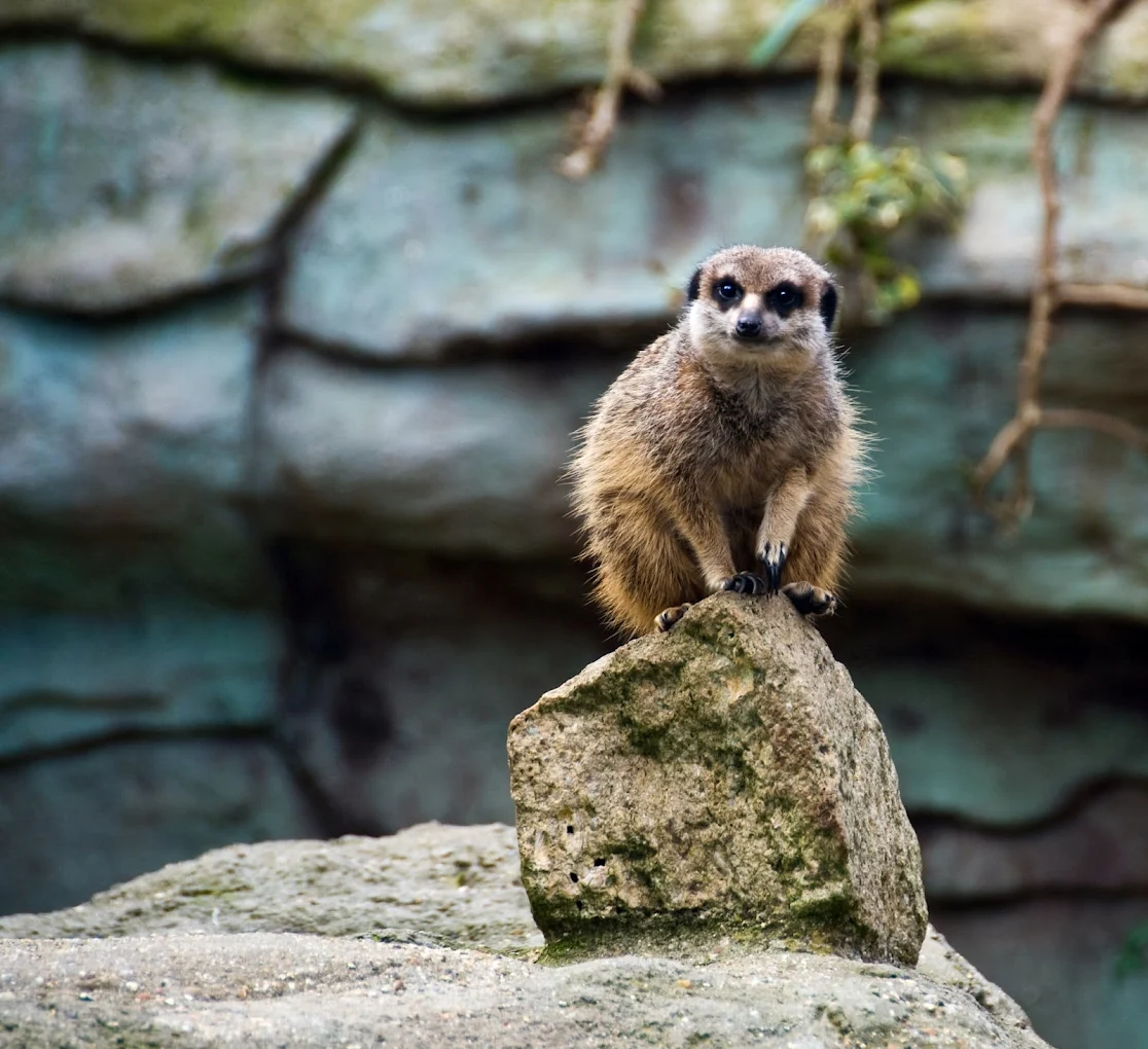 Colchester Zoo