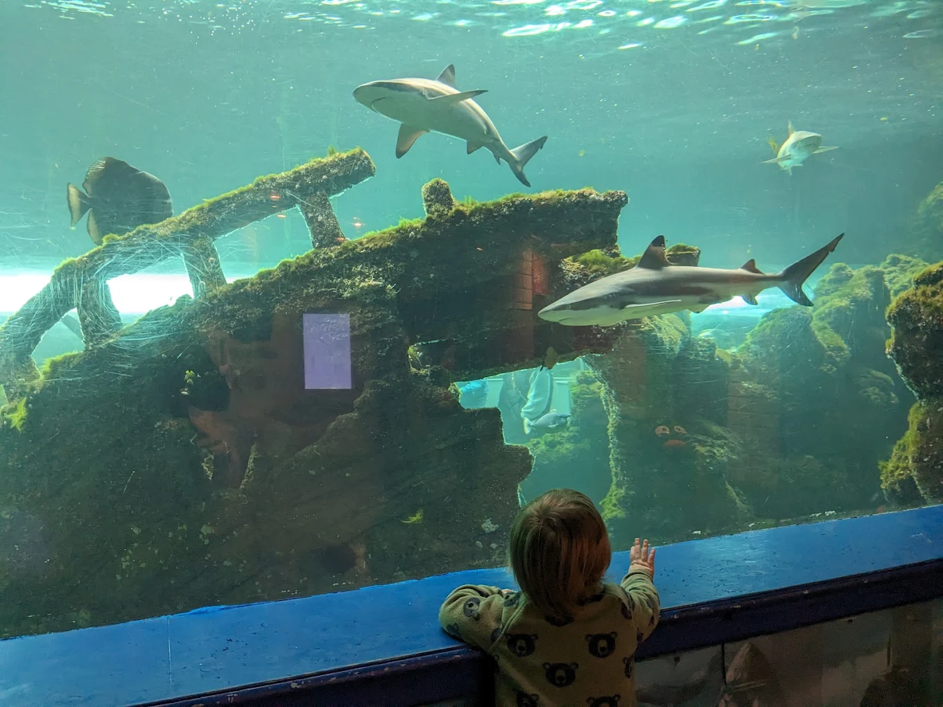 Oceanarium