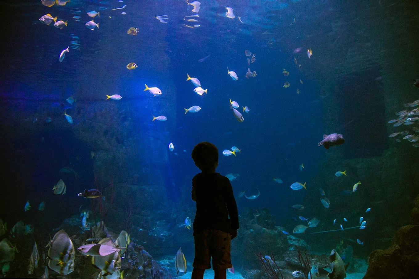 National Marine Aquarium