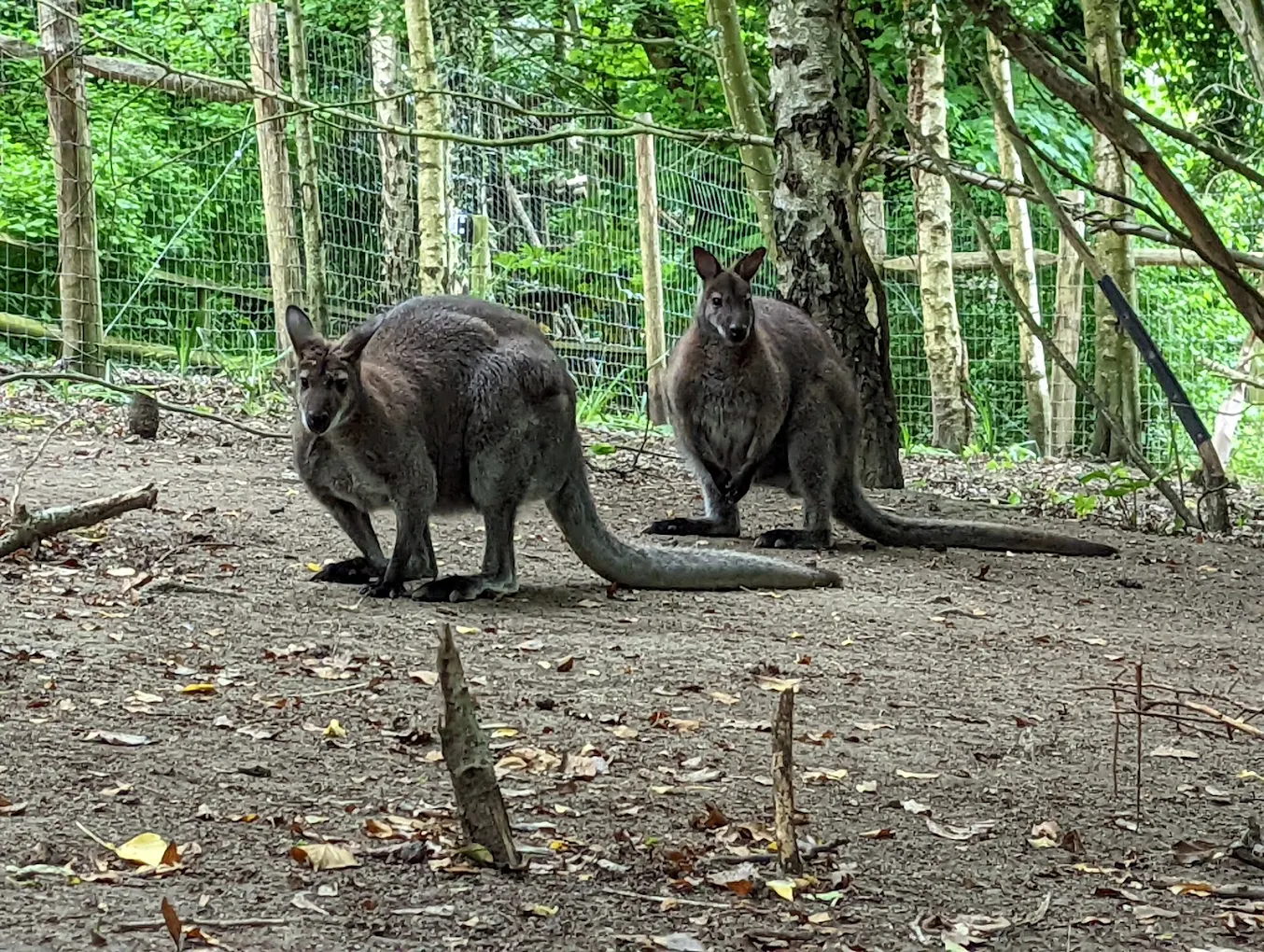 Port Lympne Reserve