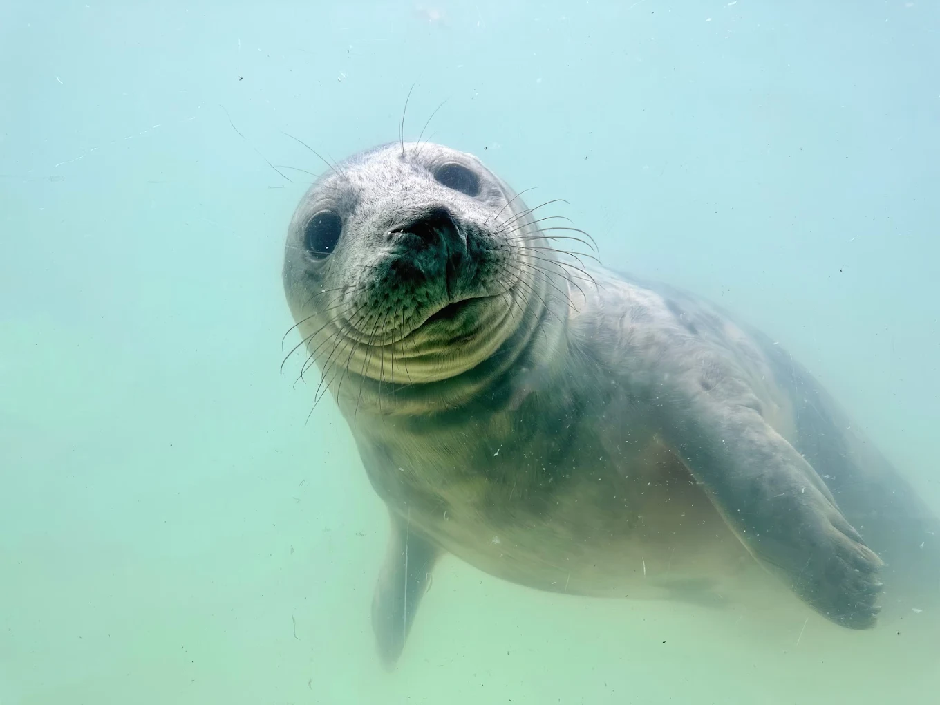 Cornish Seal Sanctuary
