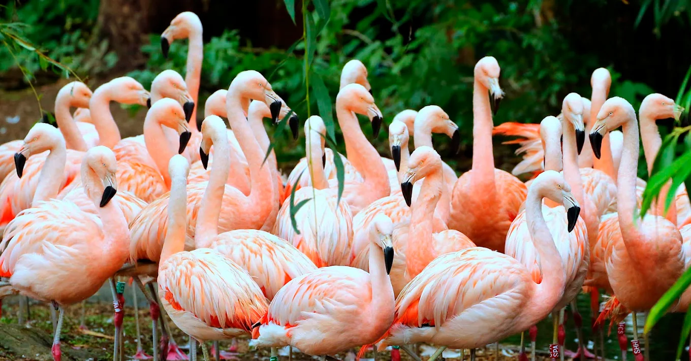 Birdworld